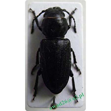 Spondylis buprestoides (Linnaeus, 1758)